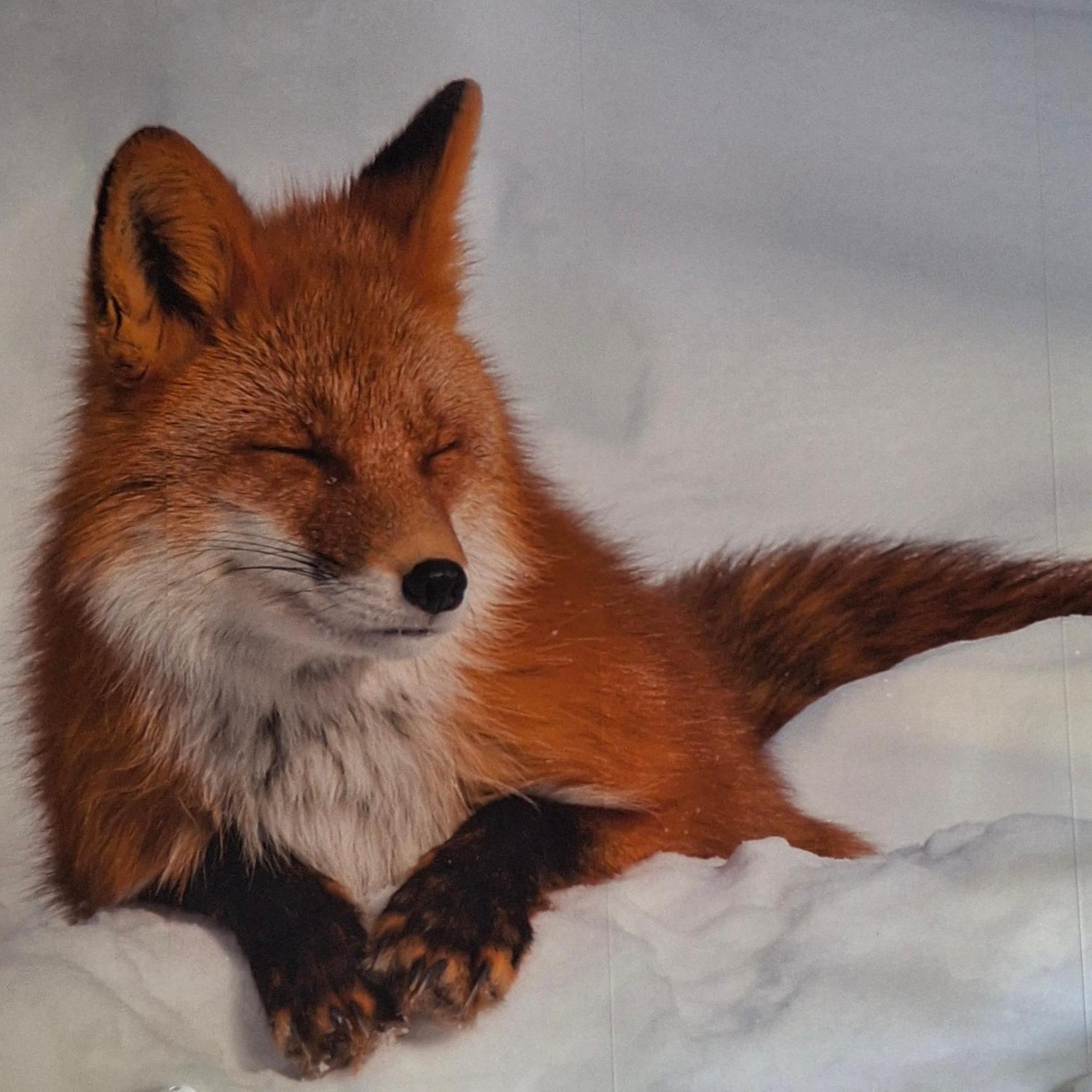 Le Renard'Or Bed & Breakfast Trois-Ponts Eksteriør bilde